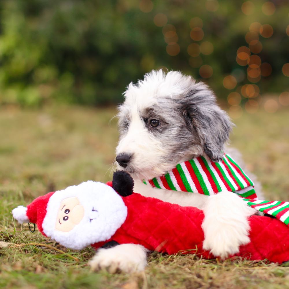 ZippyPaws Christmas Jigglerz Santa Dog Toy