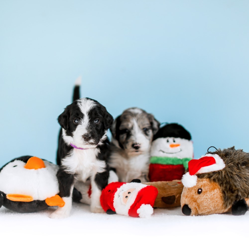 ZippyPaws Christmas Squeakie Buddies Dog Toys (3 Pack)